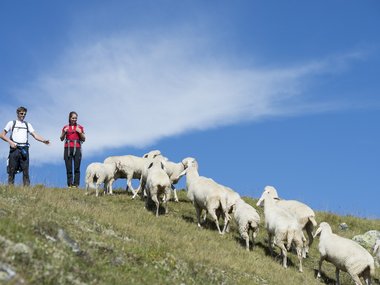 Two hikers watching sheep walking up a hill under blue sky